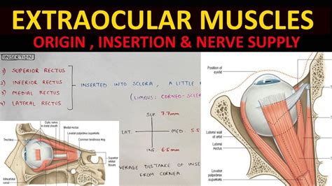Extraocular Muscles Anatomy 22 Origin Insertion And Nerve Supply