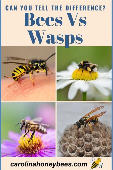 Differences Between Bees And Wasps Carolina Honeybees
