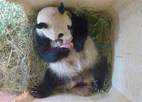 Giant Panda Surprises Zookeepers With Twin Cubs While Scans Only