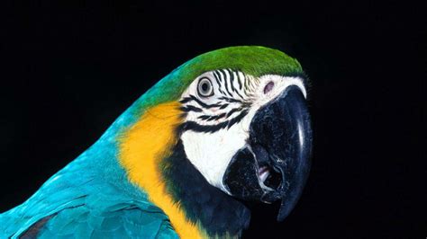 Download Wallpaper 1920x1080 Parrot Bird Beak Color Full Hd Hdtv