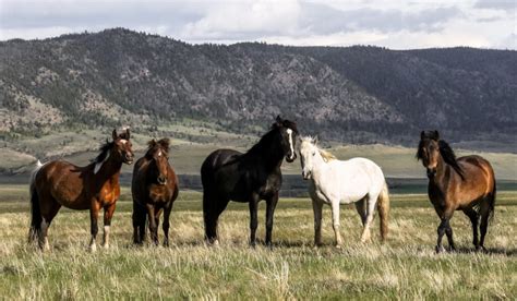 35 Facts About Wild Horses And Mustangs Helpful Horse Hints