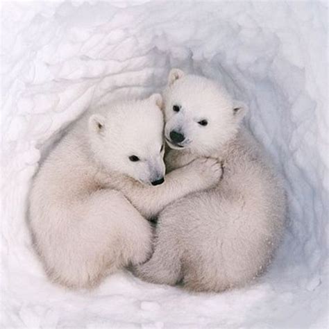 Two Polar Bears Hugging On National Hug Day Aww