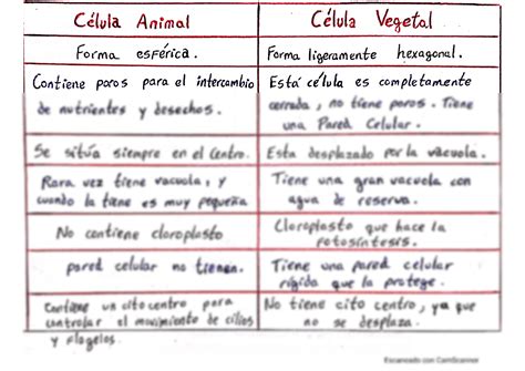 Solution Diferencias Entre La C Lula Animal Y Vegetal Studypool