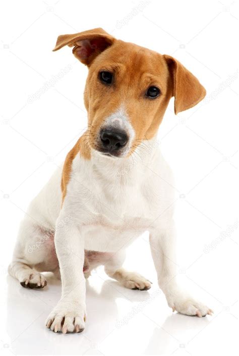 Jack Russell Terrier — Stock Photo © Steamroller1 12205593