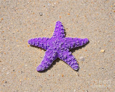 Sea Star Purple Photograph By Al Powell Photography Usa