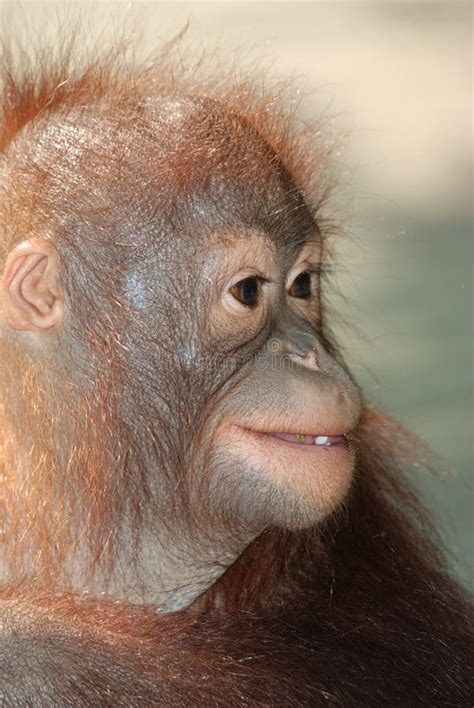 Monkey Face Stock Photo Image Of Mammal Head Male 11387028