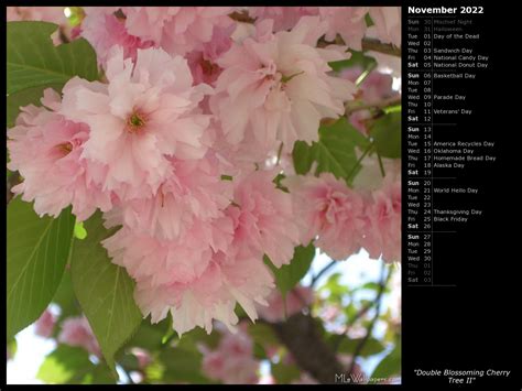 Double Blossoming Cherry Tree Ii Calendar