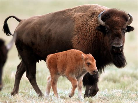 Why The Bison Should Be Our National Mammal Business Insider
