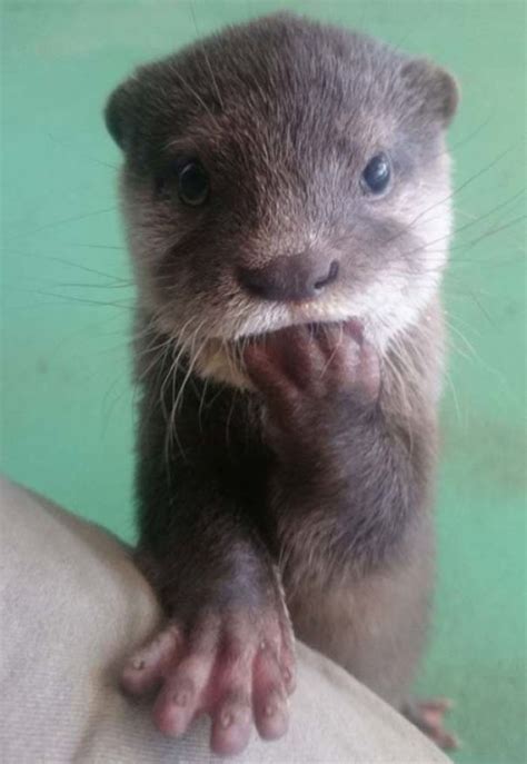 40 Cute Otter Pictures Images Of Otters Will Make You Smile Pet