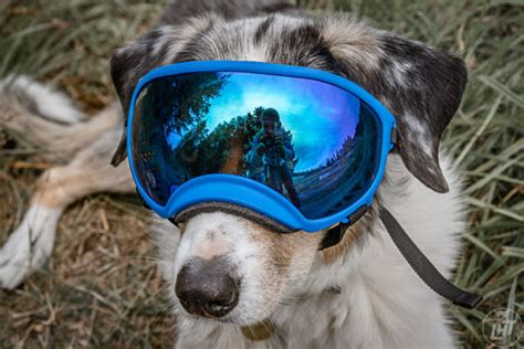 All The Dog Backpacking Gear You Need Long Haul Trekkers