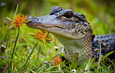Baby Alligator Smelling Flowers Animals Cute Animals