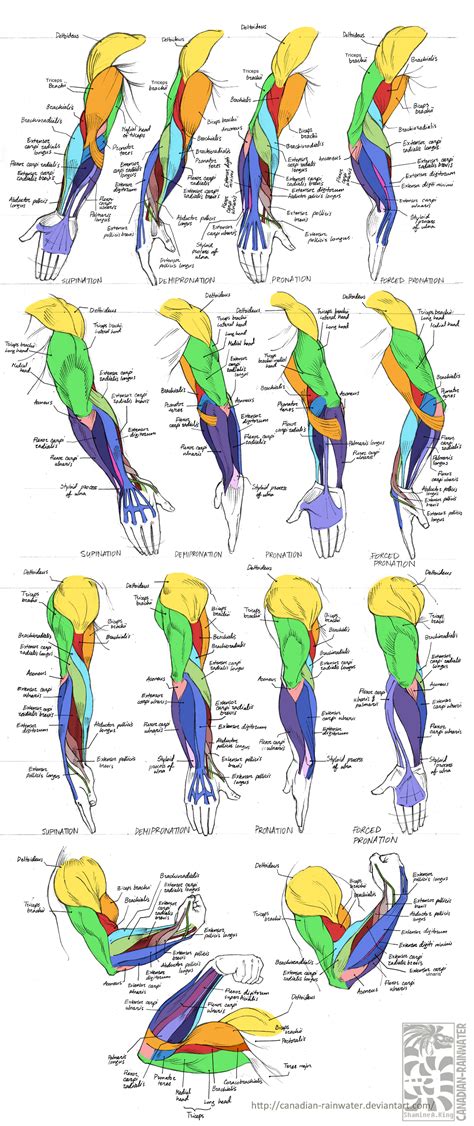 Diagram illustrating vertebrate striated muscle. Anatomy - Human Arm Muscles by Quarter-Virus on DeviantArt