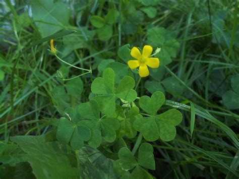 File3 Leaf Clover Wikipedia