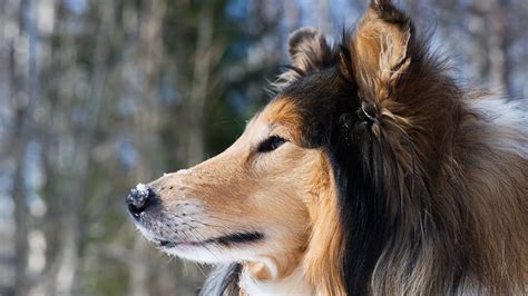 Do Rough Collies Shed A Lot Collie Chatter