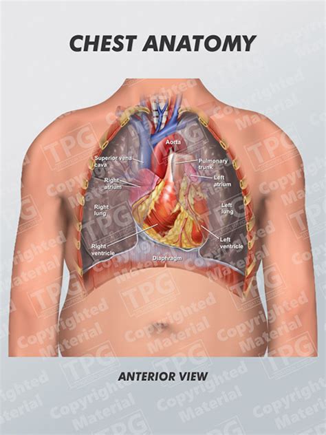 Human Chest Anatomy By Leonello Calvetti Science Photo Library