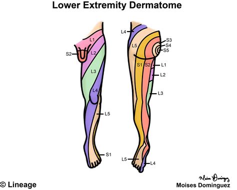 Nerve Dermatomes Leg