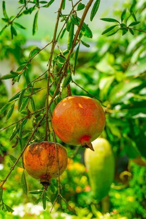 Red Anar Dalim Flower In The Tree Stock Photo Image Of Flower