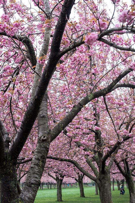 Cherry Blossoms 6 Flowering Trees To Grow At Home