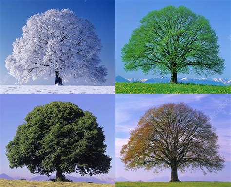 Linden Tree In Four Seasons Stock Image C0173278 Science Photo