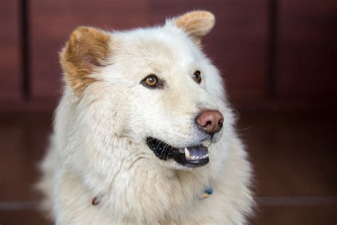 German Shepherd Golden Retriever Mix Everything Owners Need To Know I