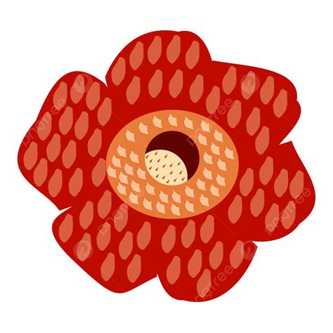 Rafflesia Arnoldi Flower Bunga Rafflesia Arnoldii Rafflesia Flower