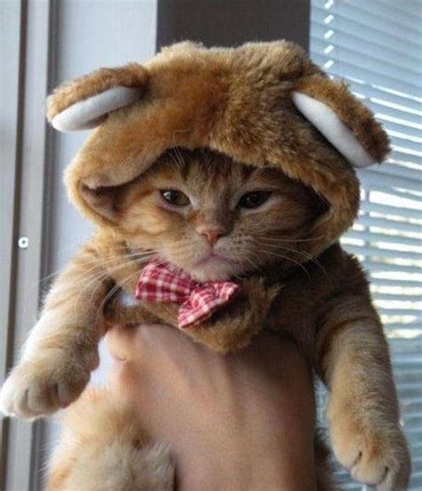 32 Insanely Adorable Cats Wearing Hats Cute Animal Photos Cute