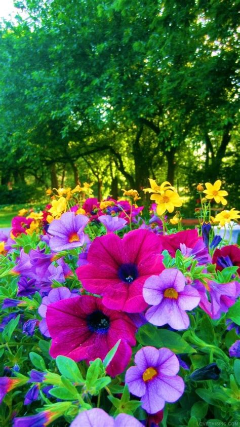 Bright Colored Flowers For The Garden Colorful Flowers Garden Bright