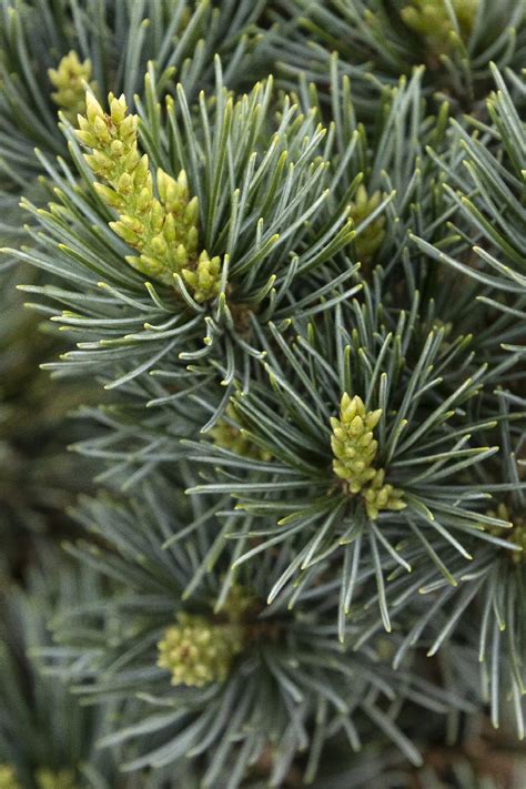 Dwarf Japanese White Pine Pinus Parviflora Glauca Nana Monrovia Plant