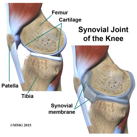Knee Joint Anatomy Diagram