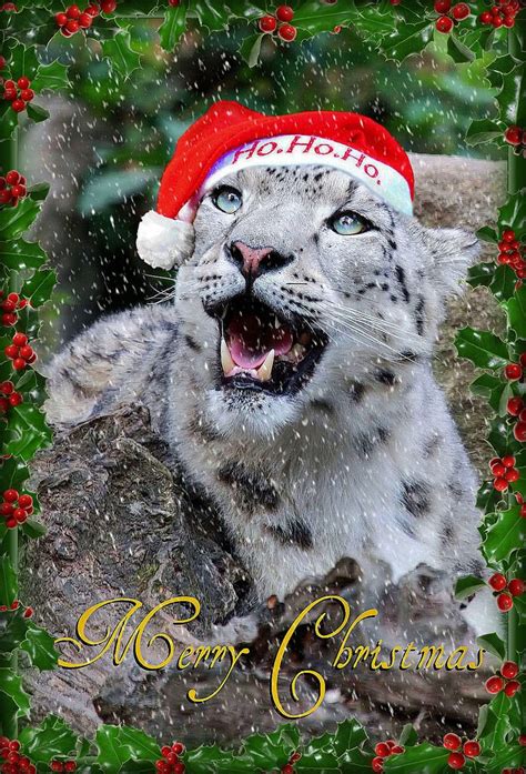 Snow Leopard Said Merry Christmas A Photo On Flickriver