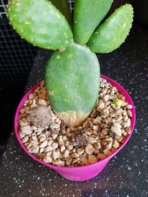 How do i fix root rot? Cactus and Succulents forum: Is my Opuntia rotting ...