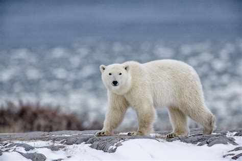 61 Polar Bear Habitat