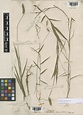 Echinolaena inflexa (Poir.) Chase | Plants of the World Online | Kew ...