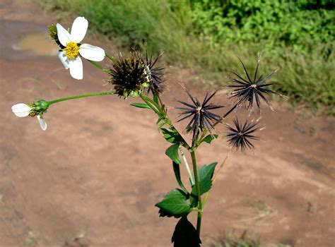 Nancy pelosi's son paul pelosi jr. Central African Plants - A Photo Guide - Bidens pilosa L.