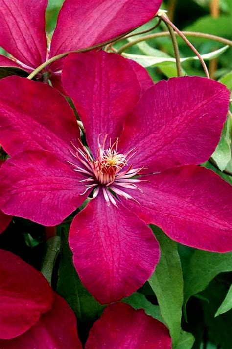 Buy Rouge Cardinal Clematis Vine Free Shipping 1 Gallon Size Plants