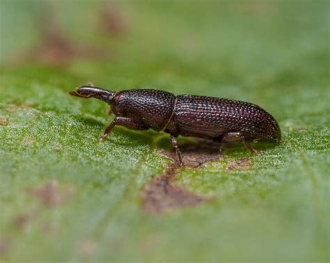 Most Common Wood Boring Insects In The Uk Fantastic Pest Control