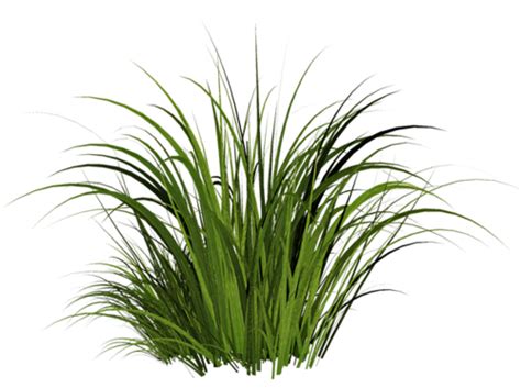 Tall Grass Texture Png Transparent Background Free Download 4760