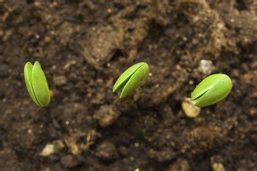 Aug 29, 2019 · if a lot of the seeds germinate and sprout, it's necessary to thin out some of the weaker seedlings so the strong ones can get even stronger. How Long Does It Take for Soybeans to Grow? | Hunker
