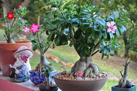 Desert Rose Plants When And How To Repot Them Plant Instructions