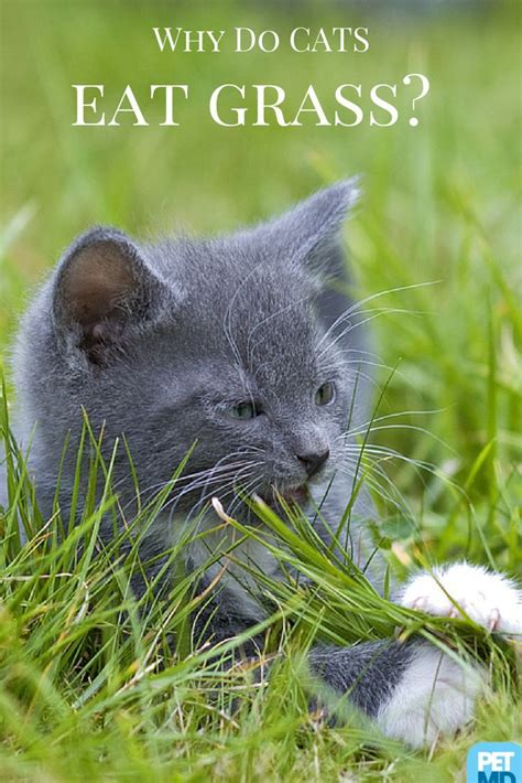 We love our cats, but why does everything they do seem to result in a little puddle of vomit? Why Do Cats Eat Grass? | Pets, Cats, Cat care