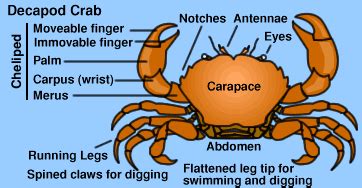 Instead the french use reflexive verbs. what are the parts of: a crab