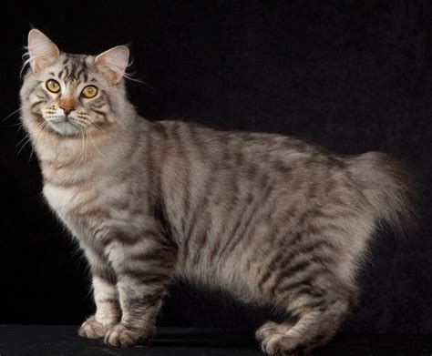 American Bobtail Amazing Pets For You
