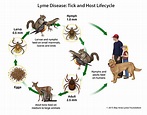 Lyme Disease And The Symptoms Treatment And Prevention For Your Dog