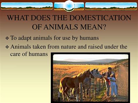 A major change in the history of humanity and the biosphere. PPT - DOMESTICATION AND IMPORTANCE OF LIVESTOCK PowerPoint Presentation - ID:639943
