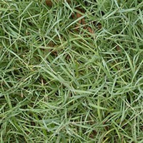 This is why lawn solutions australia provides a great range of the best turf grasses available. Varieties of lawn in Australia