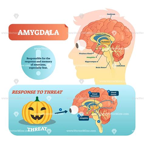 Amygdala Medical Labeled Vector Illustration Diagram Neuromuscular