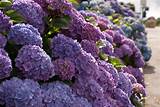 Its name is translated in various ways, but there are this flower appears in many colors, but mostly appears in blue, purple and white shades. mophead hydrangea | Lisa Cox Garden Designs Blog