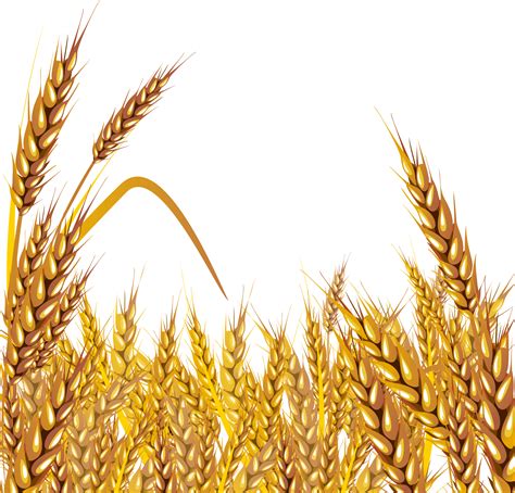 Wheat clipart high resolution pictures on Cliparts Pub 2020! 🔝 png image