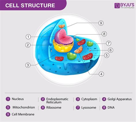Animal Cell Structure Animal Cell Animal Cell Structure Animal Cell