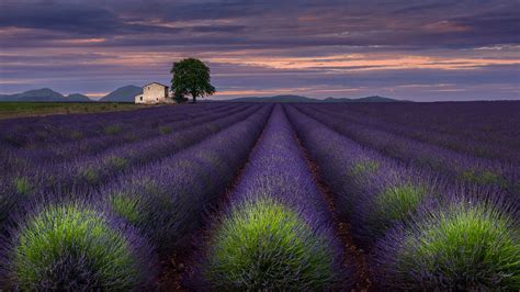Hd Wallpaper One Evening In Provence Purple Plant Land Flower